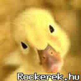 rockerkacsi