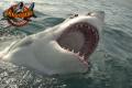 white_shark2
