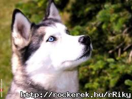 husky25