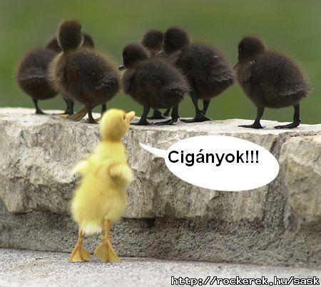 cignyok.htm