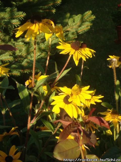 DSC01723