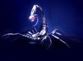 -Scorpio-