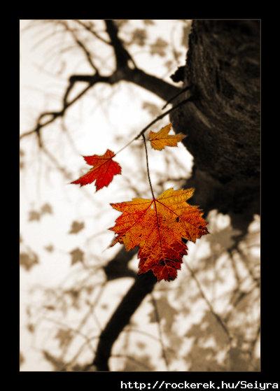Autumn_Hues_by_jainita