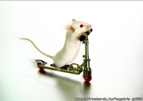 Rat Bike