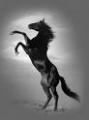 Darkhorse