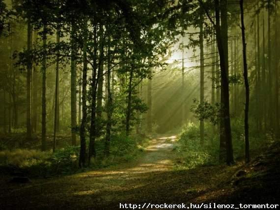 beautiful-forest03