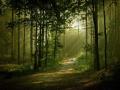 beautiful-forest03