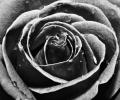 black_rose_by_maria