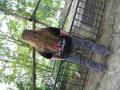 hattal a vilanak