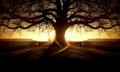 in days of wonder