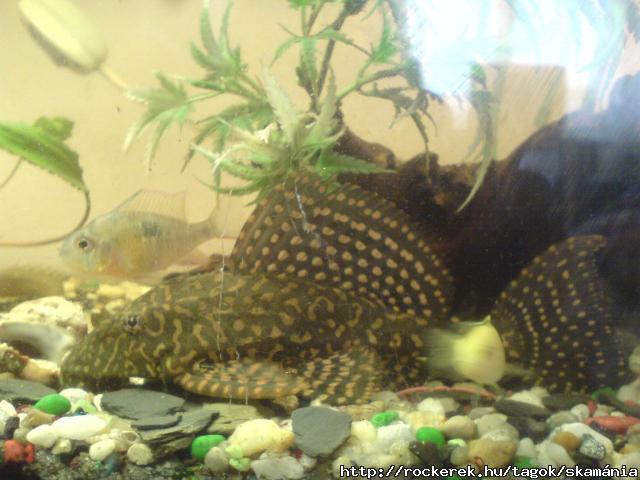 gibbiceps L1