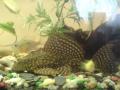 gibbiceps L1