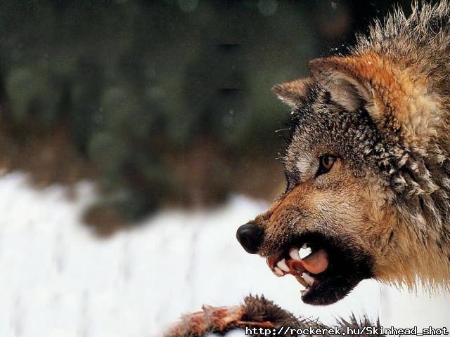 JLM-wolf10-(1024x768)