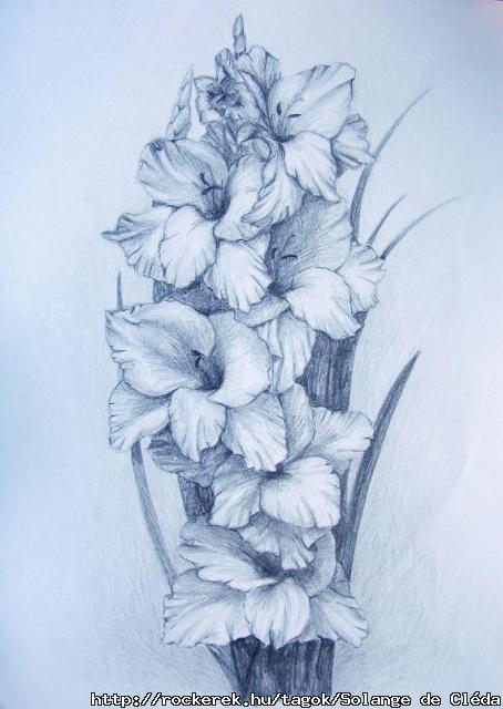 Gladiolus
