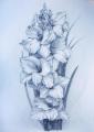 Gladiolus