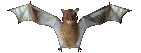 denevr