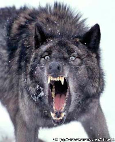 wolf-2
