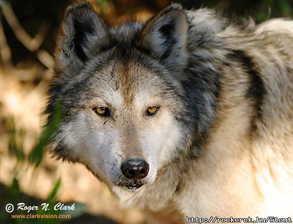 wolf.c02.08.2004.img_6741.b-600