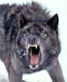 wolf-2