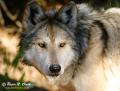 wolf.c02.08.2004.img_6741.b-600