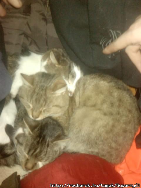 1... 2... 3 macskaa! :)