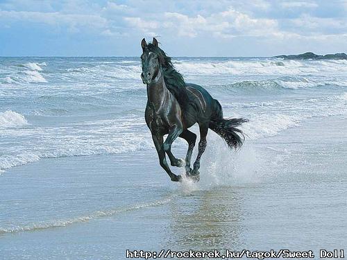 BlackHorse213