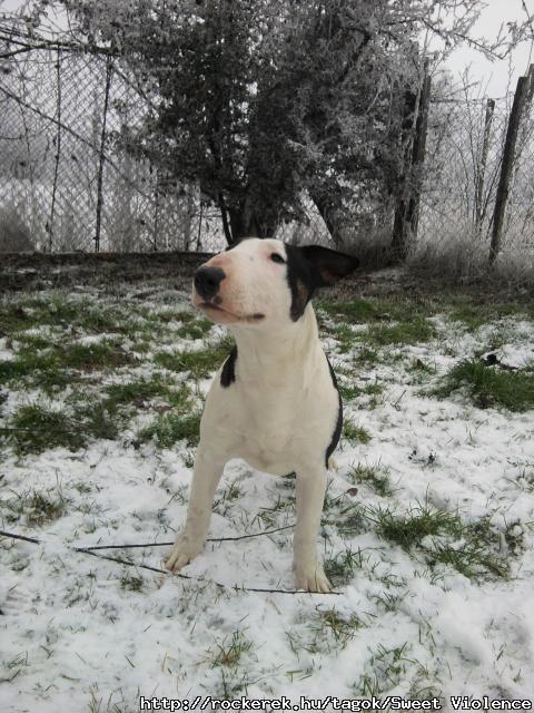 Driusz