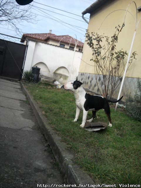 gynyrsgem :) Driusz :)