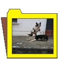 letem Szerelmei!  Bullys (15)