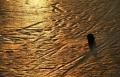 Golden Ice