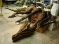 dragon fossil