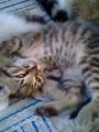 kis Janne cicm aki eltnt s azta is gyszolom ="(