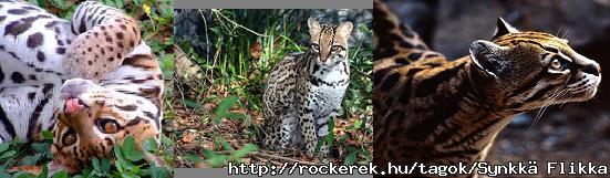 cicuss...nah j, inkbb ocelot...de olyan drga...:))