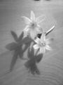 szvembe loptk... Ornithogalum umbellatum