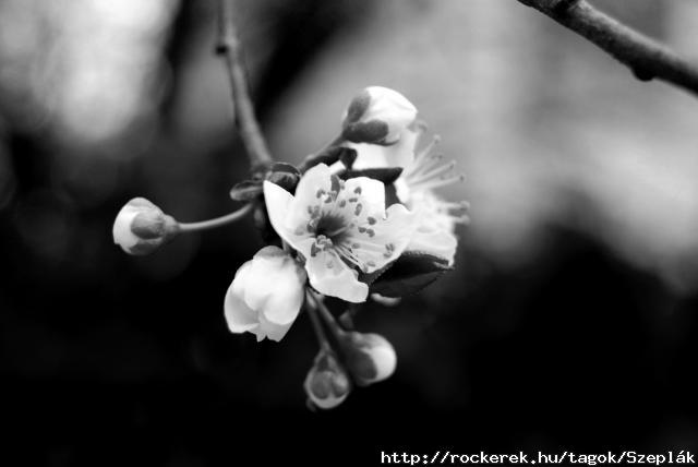 Blooming Dark