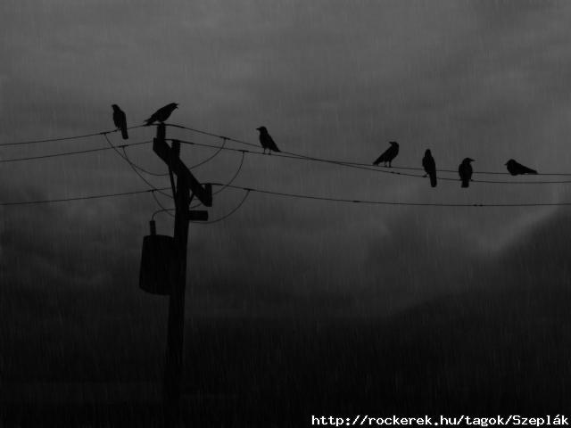 Dark-Other-Crows