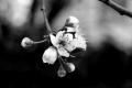 Blooming Dark