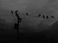 Dark-Other-Crows