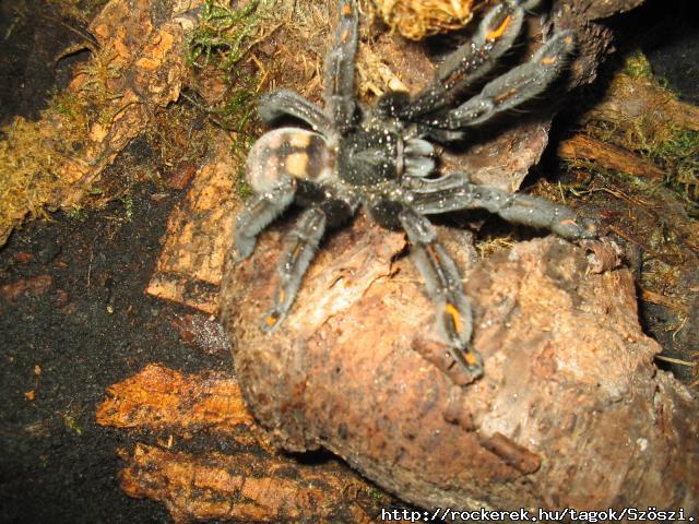 psalmopoeus irminia(kedvenc)