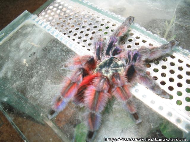 avicularia versicolor subadult hm(1 vedls s ivarrett)