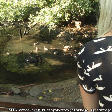 swan lake