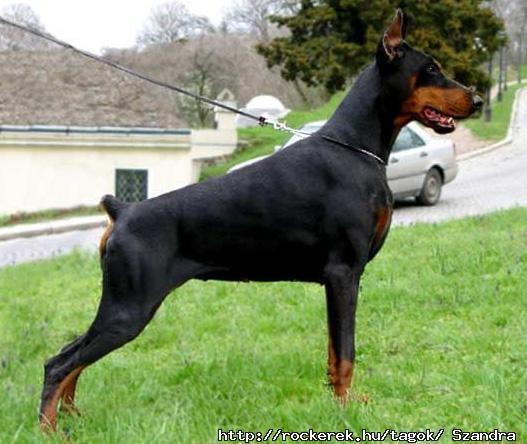 doberman-GYNYR