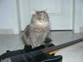 az n metal macskm