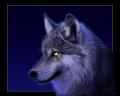 1137943627__wallpaper