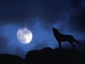 Night Wolf