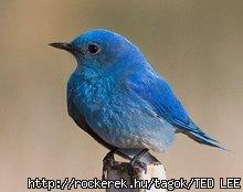 bluebirdhc