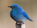 bluebirdhc