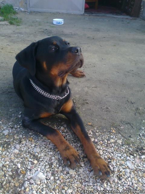 Aida