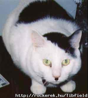cicus