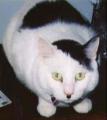 cicus